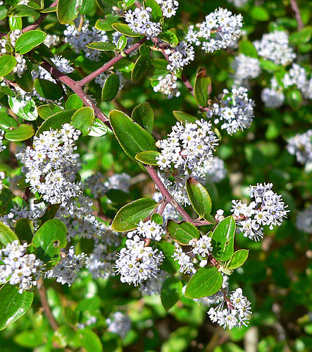 Ceanothus oliganthus